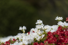 【神代植物公園(ツツジ)】⑫20150426