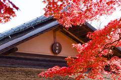 昭和記念公園【日本庭園：大モミジと清池軒】②20241119
