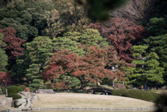 六義園【田鶴橋の紅葉】20181201