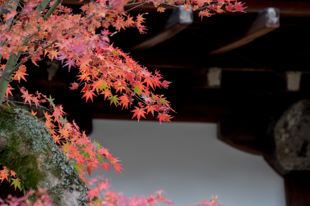 京都の紅葉【知恩院】⑦20201126