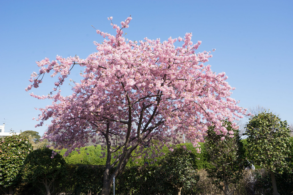 大船FC【桜：河津桜】①20190309