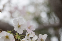 本牧山頂公園【サクラ：山桜】⑧20190330