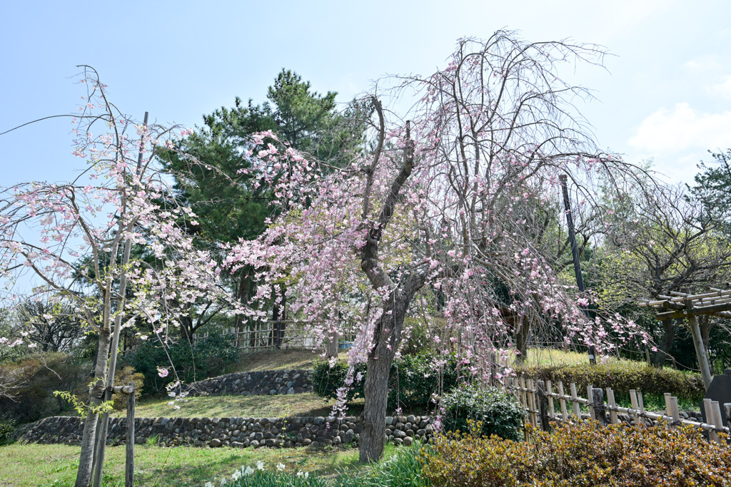 昭和記念公園【枝垂れ桜(こもれびの里)】20250408