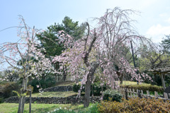 昭和記念公園【枝垂れ桜(こもれびの里)】20250408