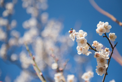 小田原フラワーガーデン【梅：十郎】②20170128