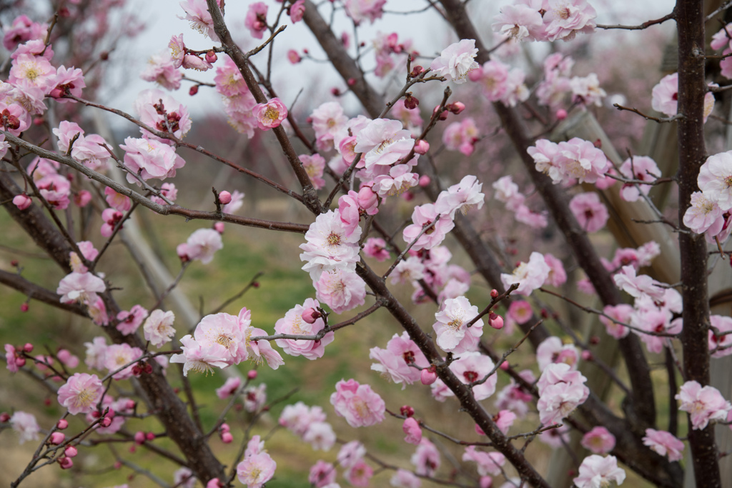 早春の花菜ガーデン【梅の花：桜梅】20220313