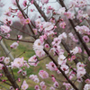 早春の花菜ガーデン【梅の花：桜梅】20220313