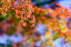 都内紅葉巡り【小石川後楽園：沢渡り付近】③20251128