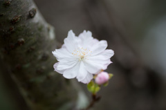 【浄慶寺の十月桜】②20140920