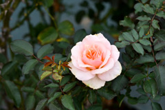 生田緑地ばら苑【秋パラ：キャリオペ】20251023