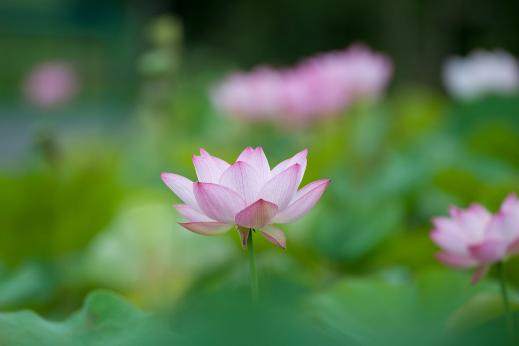 花菜ガーデン【蓮の花】③20190713