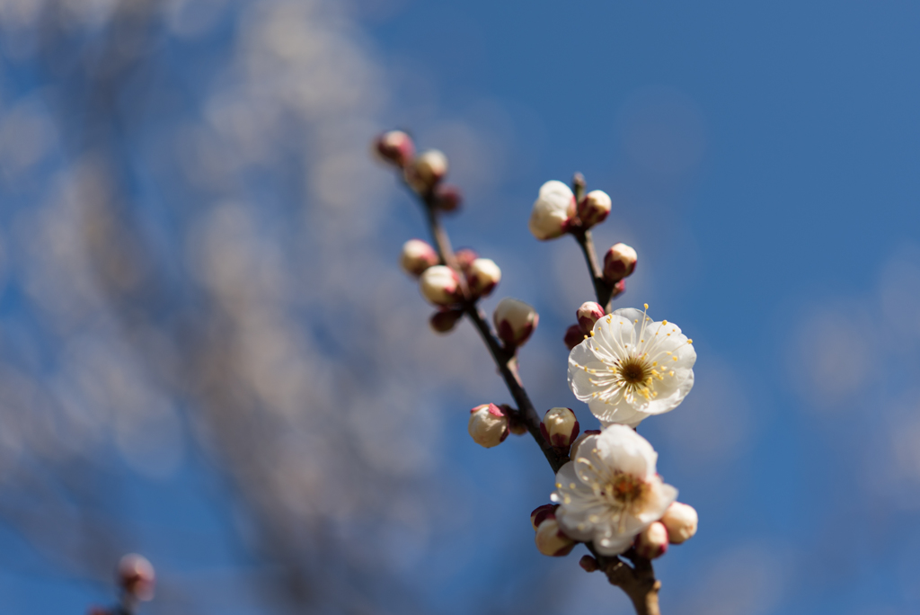 神代植物公園【梅：白難波】④