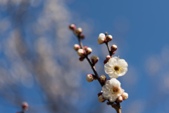 神代植物公園【梅：白難波】④