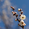 神代植物公園【梅：白難波】④