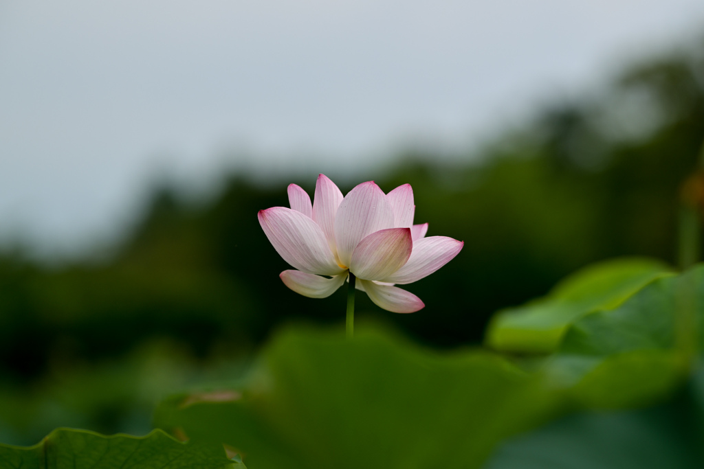 花菜ガーデン【田んぼたんぼの蓮(アップ)】③20240718