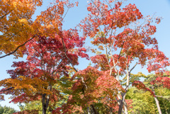 昭和記念公園【日本庭園：紅葉】②20191116