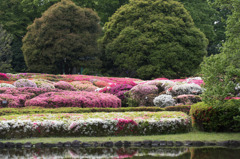 【神代植物公園(ツツジ)】①20160424