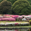 【神代植物公園(ツツジ)】①20160424
