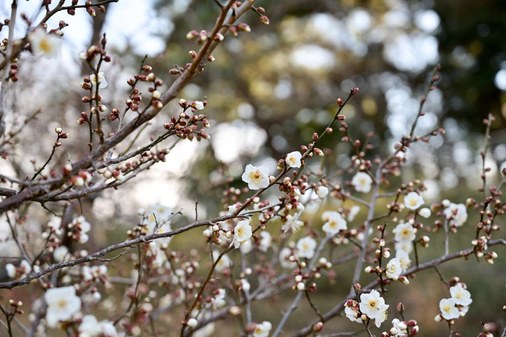 大倉山梅林【梅の花：古今集】①20250214