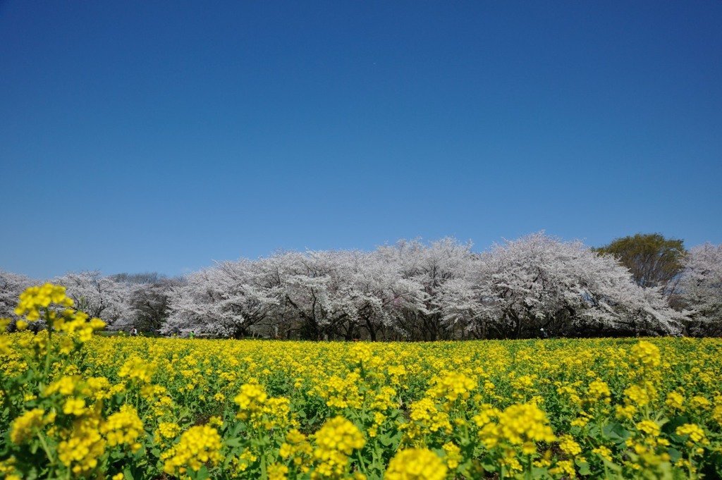 【桜と菜の花】20140405