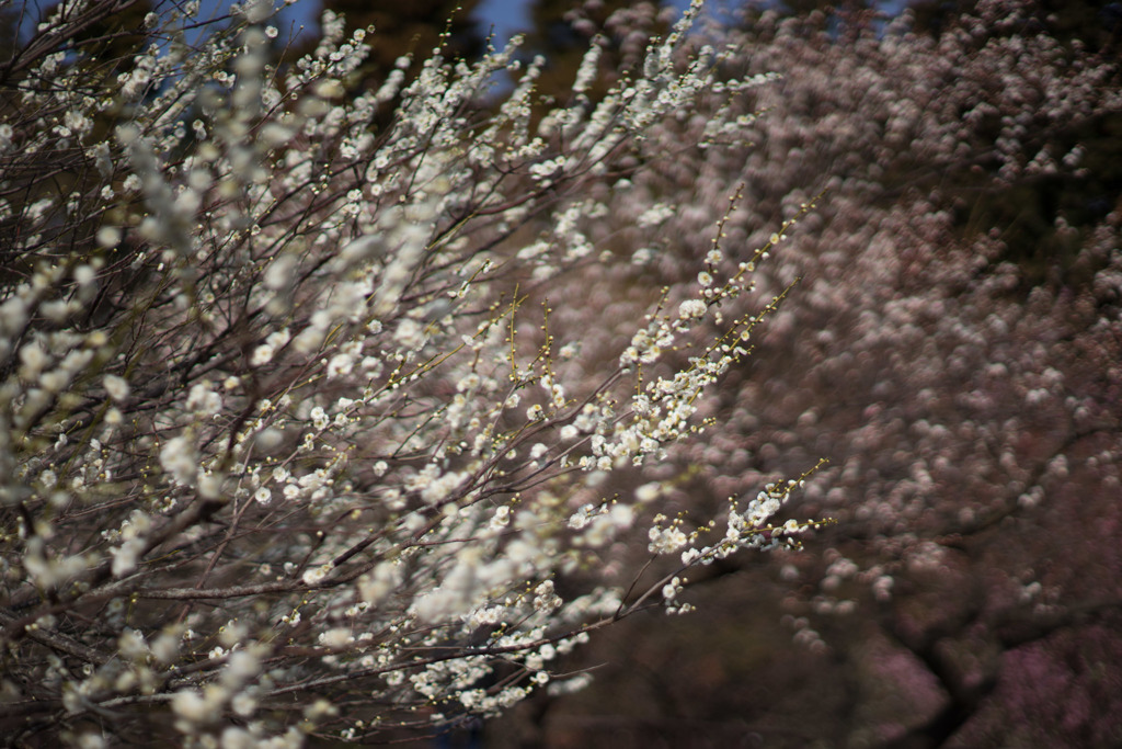 小田原FG【梅：大輪緑萼】20190224