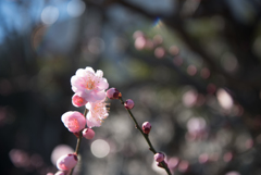 大船植物園【梅の花：見驚】20170219