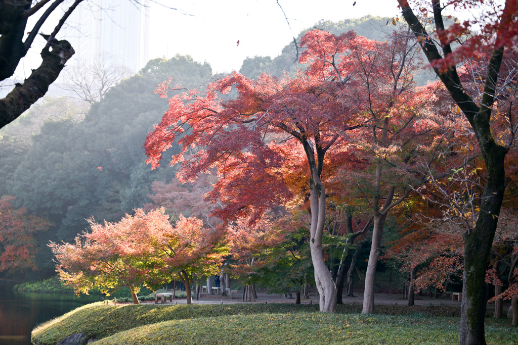 都内紅葉巡り【小石川後楽園：紅葉林付近】20251128