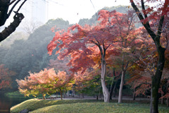 都内紅葉巡り【小石川後楽園：紅葉林付近】20251128