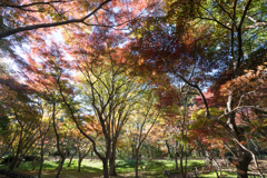 神代植物公園【かえで園：道沿いの紅葉】③20211127
