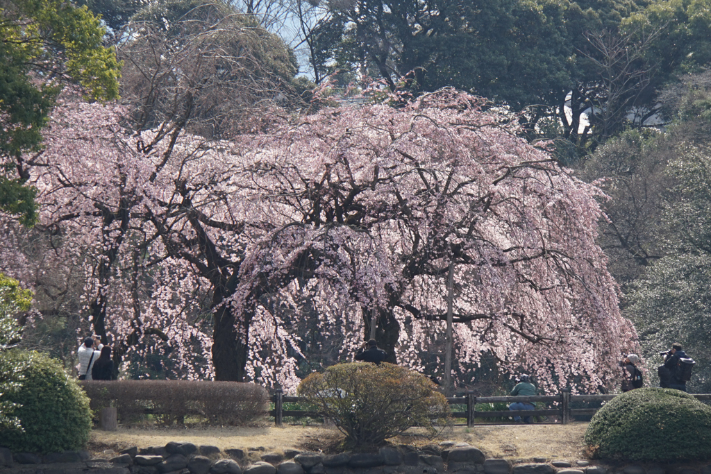 新宿御苑【桜：枝垂れ桜】⑥20170325