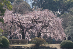 新宿御苑【桜：枝垂れ桜】⑥20170325