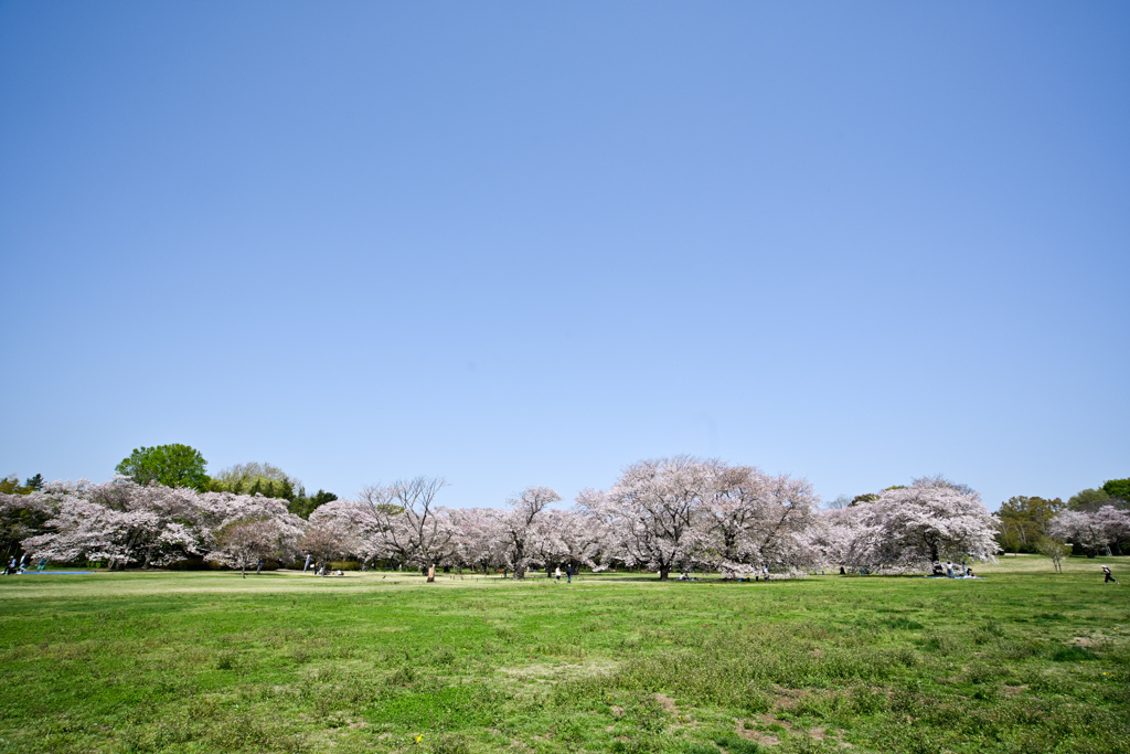 昭和記念公園【桜の園の眺め】③20240414