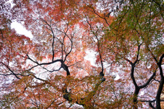 新宿御苑【下の池付近の大モミジ】②20251124