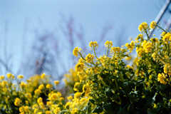 花菜ガーデン【菜の花畑】②20210220銀塩NLP