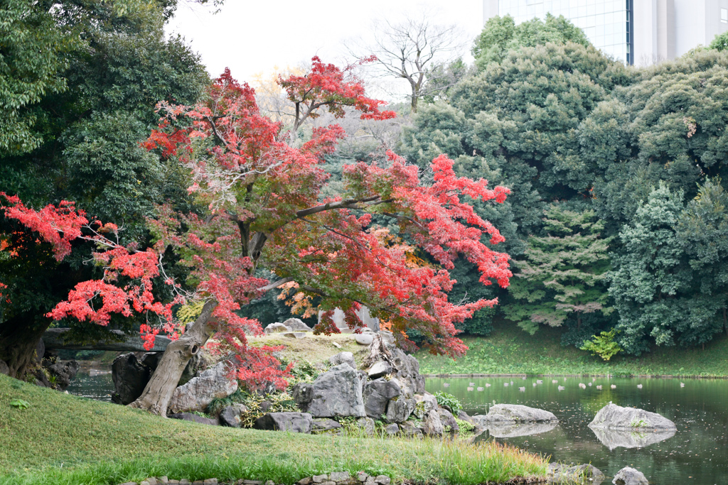 小石川後楽園【蓬莱島付近の紅葉】①20241202