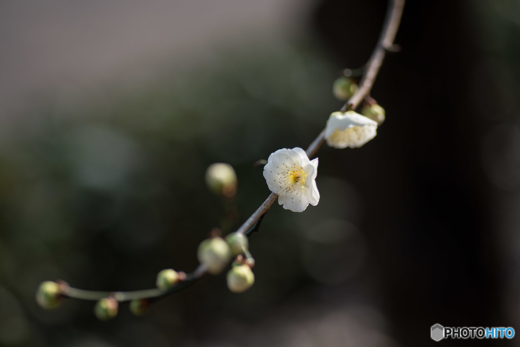 【大船植物園(大輪緑萼)】20160206