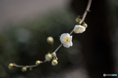 【大船植物園(大輪緑萼)】20160206