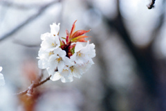 神代植物公園【サクラ：嵐山】20220331銀塩NLP