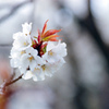 神代植物公園【サクラ：嵐山】20220331銀塩NLP