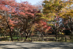神代植物公園【かえで園：道沿いから見る紅葉】②20231202