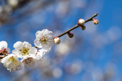 府中市郷土の森【梅の花：白加賀】③20200224