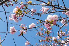近所のサクラ【市ケ尾第二公園】②20200402