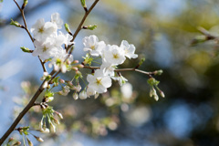 本牧山頂公園【大島桜】②20210317