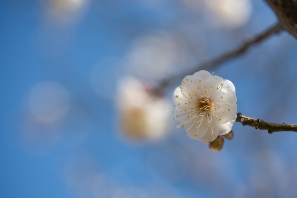 小田原フラワーガーデン【梅：八重野梅】③20170107