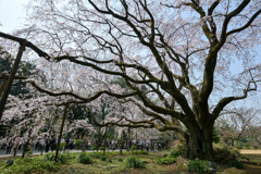 六義園【枝垂れ桜】②20250326