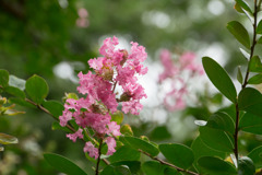 神代植物公園【サルスベリ】②20170805