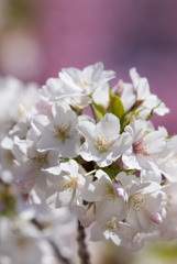 新宿御苑【サクラ：大島桜】①20190324