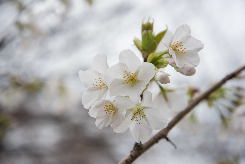 【新宿御苑(大島桜)】②20160321