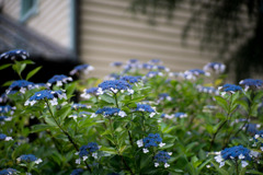 府中市郷土の森【旧府中町役場沿いのアジサイ】②20200614