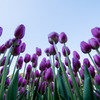 江ノ島サムエル・コッキング苑【紫のチューリップ】⑤20200113